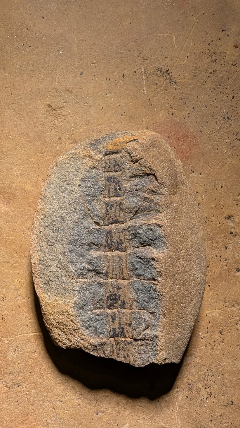 Fossil Friday #257: Calamostachys tuberculata Cone from the Mazon River