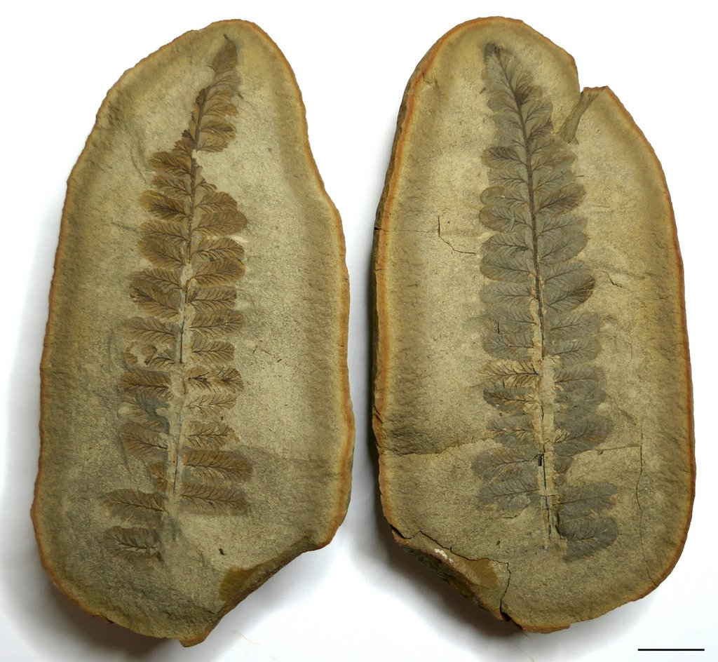 Fossil Friday #255: Pecopteris bucklandii