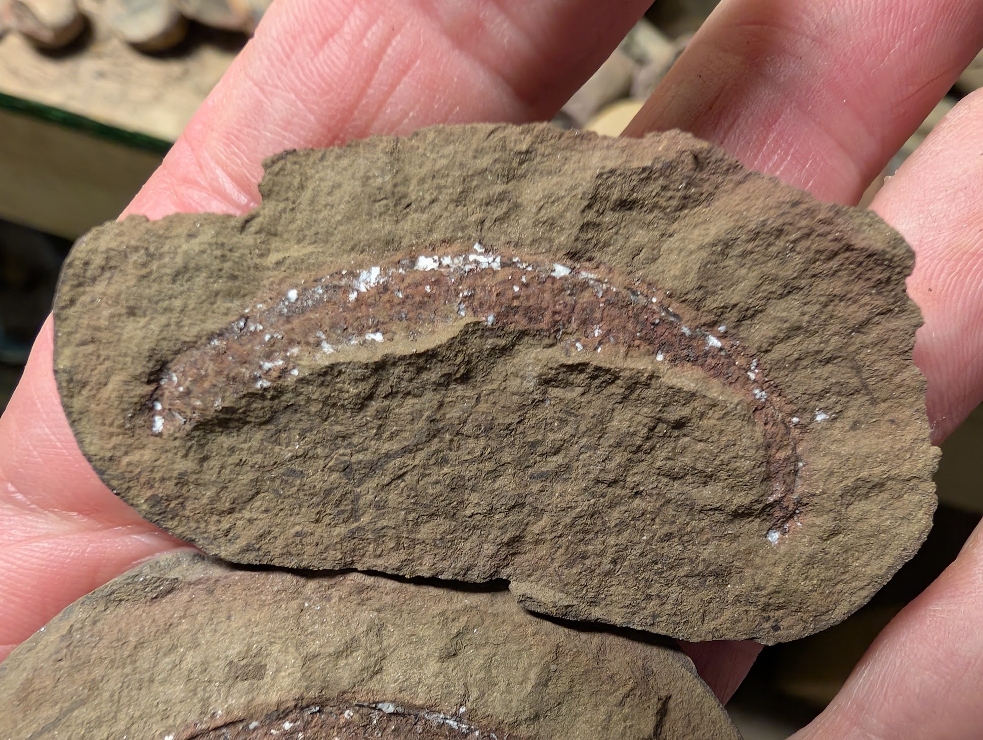 Fossil Friday #256: Mazon Creek Millipede