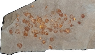 Mazon Monday #261: Bear Gulch Cyclids