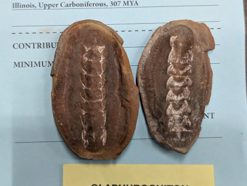 2025 ESCONI Gem, Mineral, and Fossil Show – Preview #17: Mazon Creek Chiton