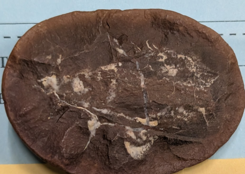 2025 ESCONI Gem, Mineral, and Fossil Show – Preview #16: Protorthoptera