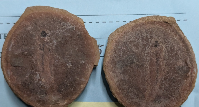 2025 ESCONI Gem, Mineral, and Fossil Show – Preview #13: Acanthodes Fish from Mazon Creek