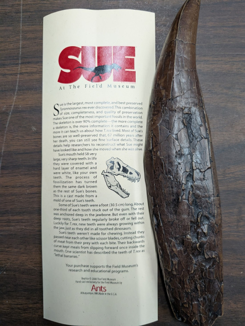 2025 ESCONI Gem, Mineral, and Fossil Show – Preview #12: Replica of SUE’s Tooth