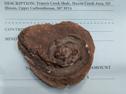 2025 ESCONI Gem, Mineral, and Fossil Show – Preview #25: Spiropteris from Mazon Creek