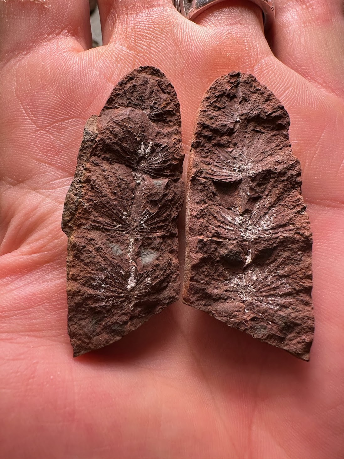 Fossil Friday #258: Asterophyllites equisetiformis from Braceville!