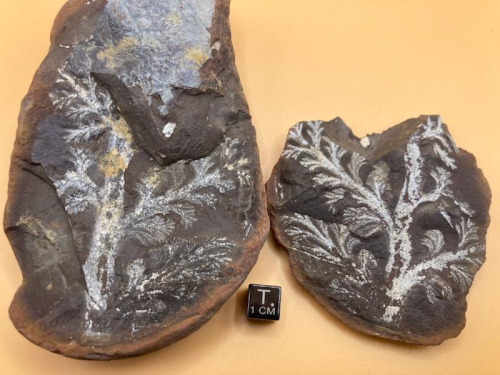 Mazon Monday #266: Rhacophyllum cornutum