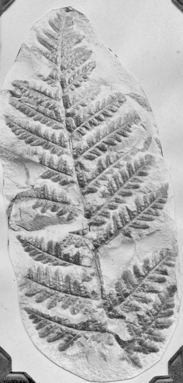 Mazon Monday #264: Crossotheca boulayi