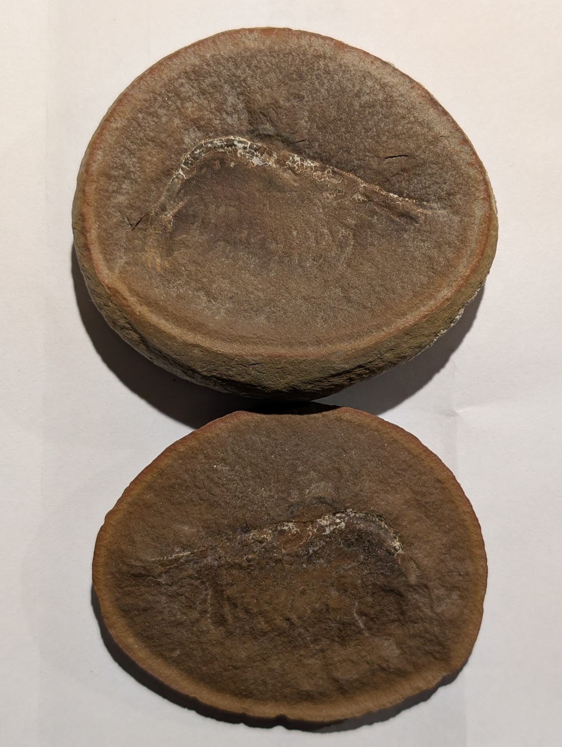 Fossil Friday #260: Lobatelson mclaughlinae