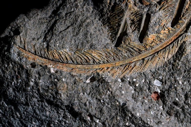 A 30,000-Year-Old Fossil Frozen in Volcanic Ash Holds an Unbelievable Secret