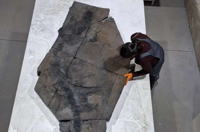 Scientists shed light on life and times of ‘Fiona’ the pregnant ichthyosaur