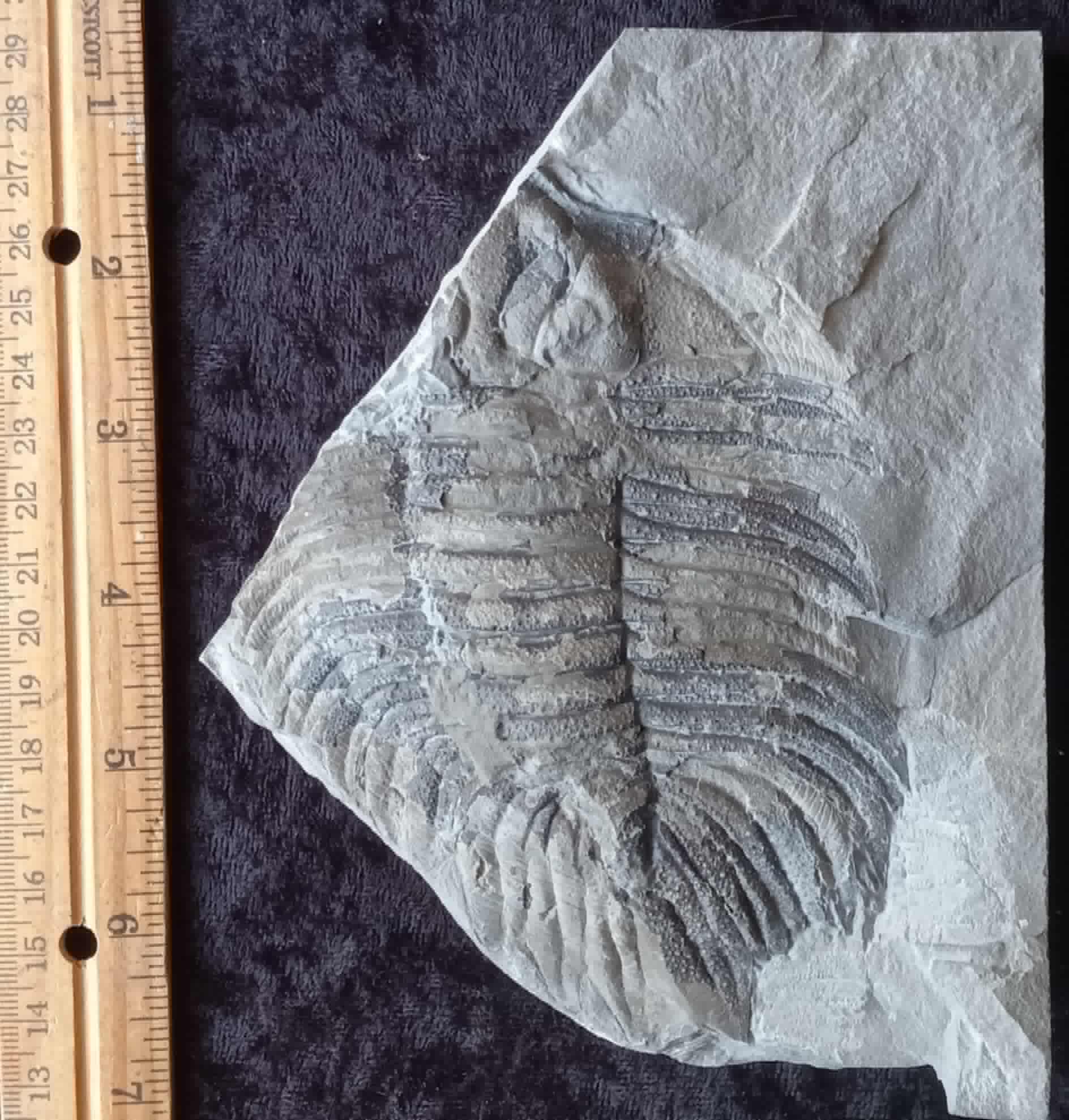Fossil Friday #264: Arctinurus boltoni from Caleb’s Quarry in NY