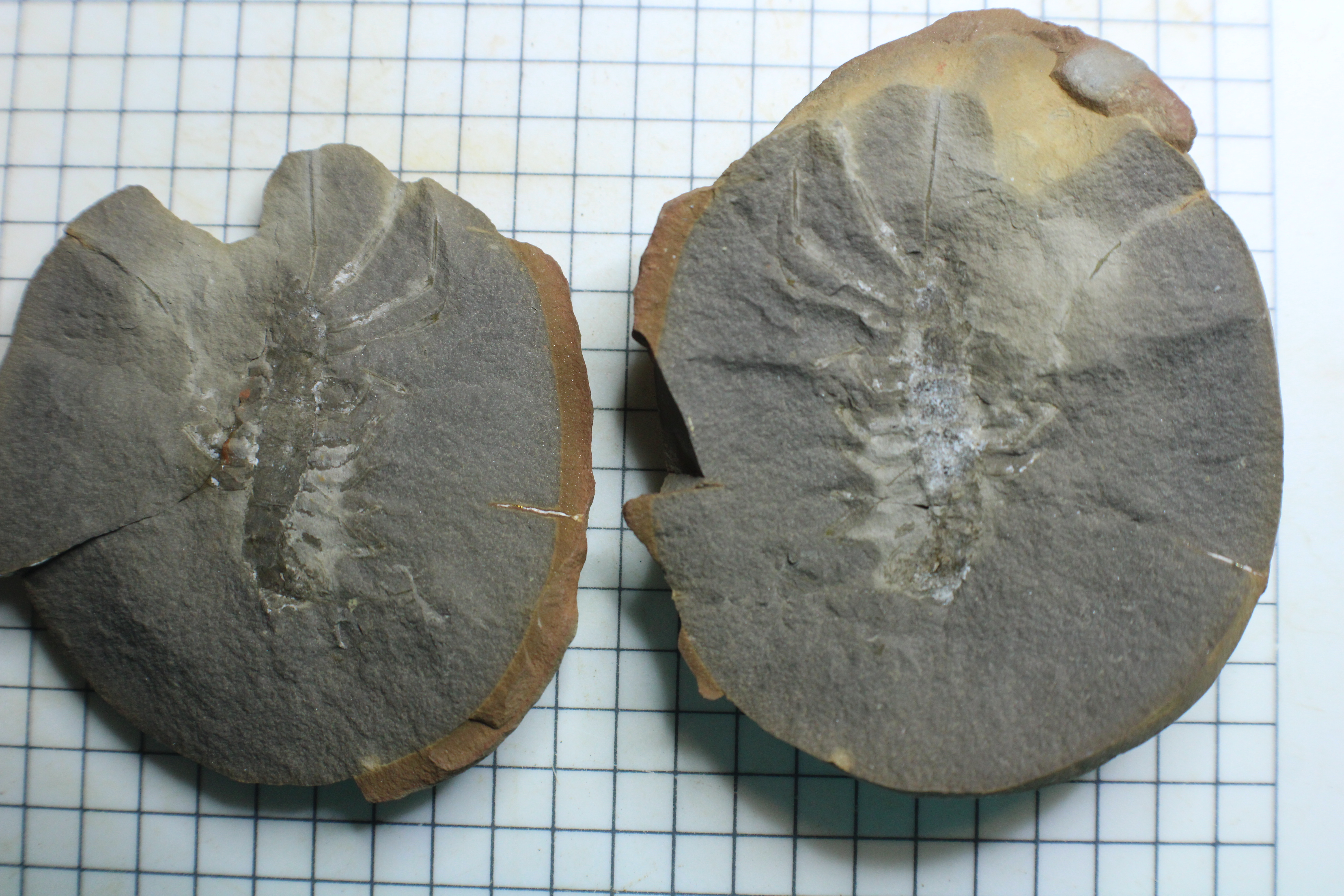 Fossil Friday #266: Latzelia primordialis