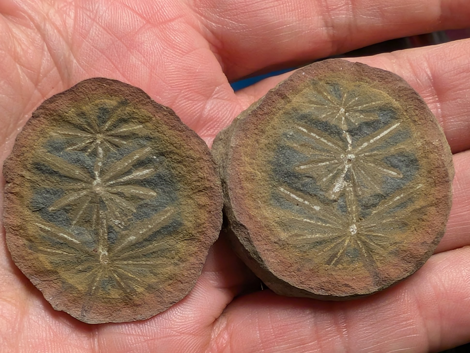 Fossil Friday #267: Annularia radiata