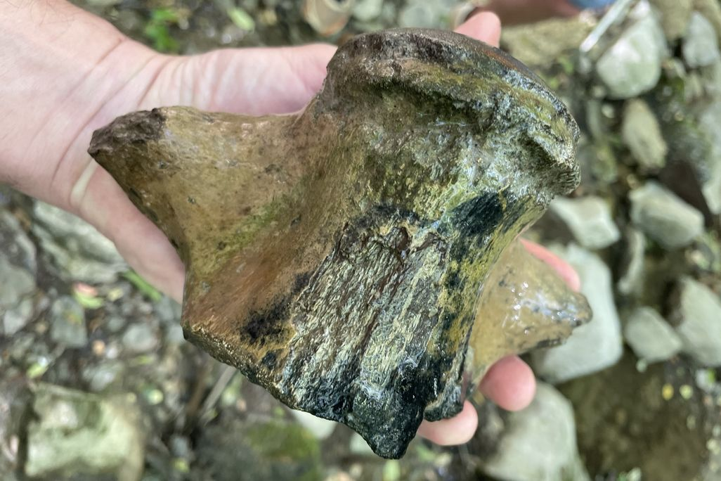 Geologists Stumble Upon Remains of Giant ‘Sea Monster’ in Mississippi, Likely the Largest Mosasaur Ever Identified in the State