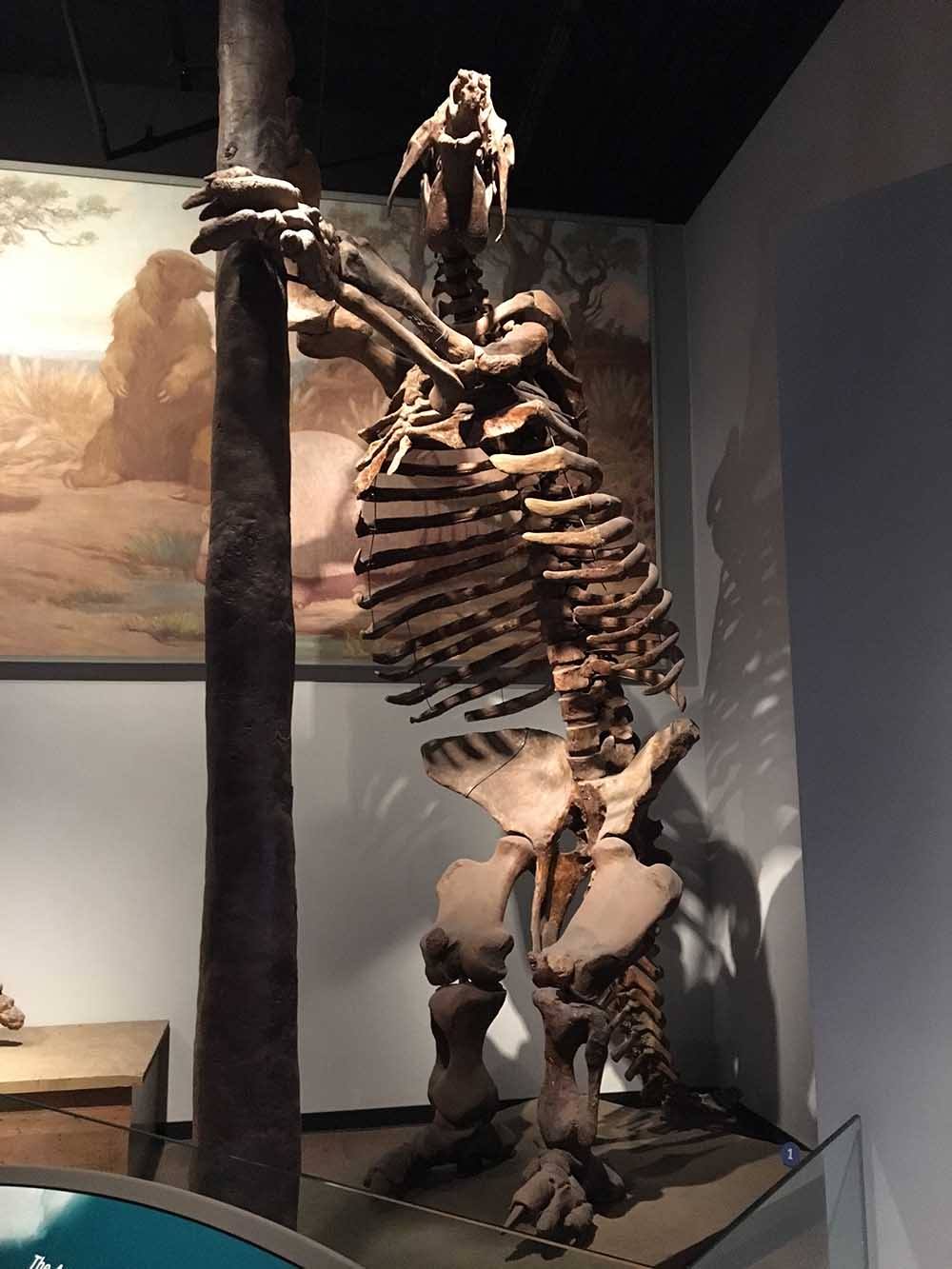 Throwback Thursday #269: Field Museum Megatherium