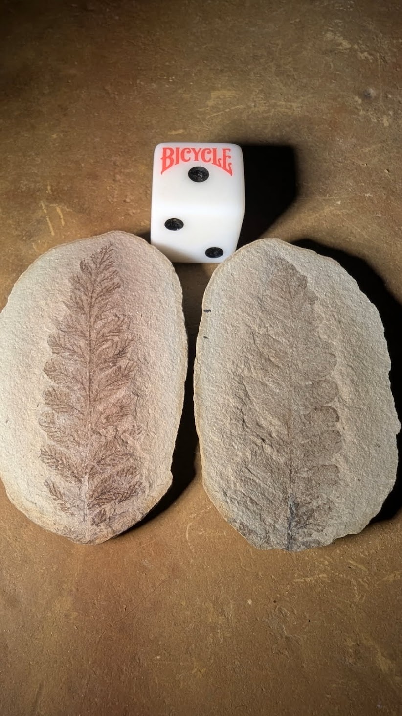 Fossil Friday #269: Crenulopteris subcrenulata