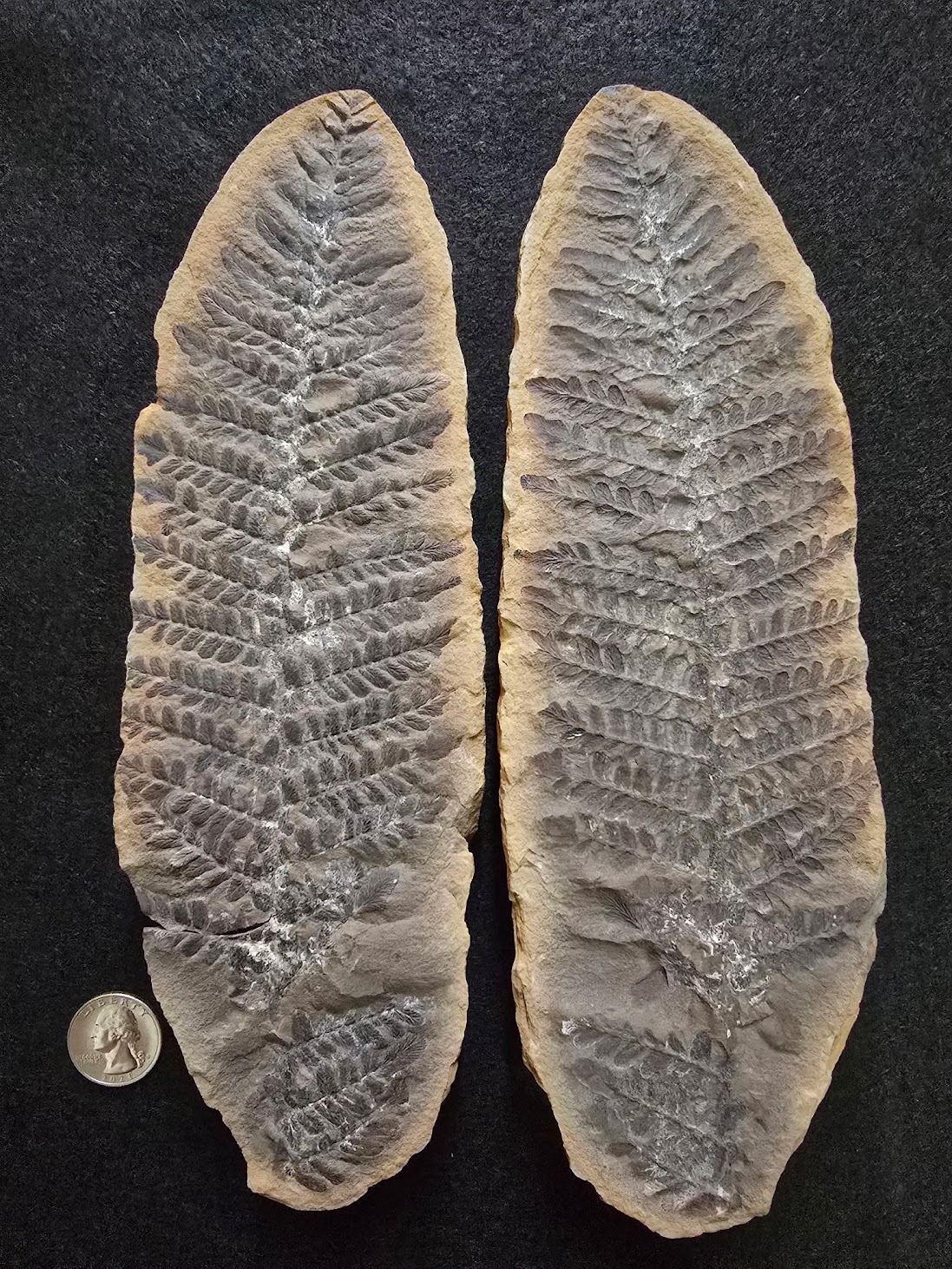Fossil Friday #271: Laveiniopteris rarinervis