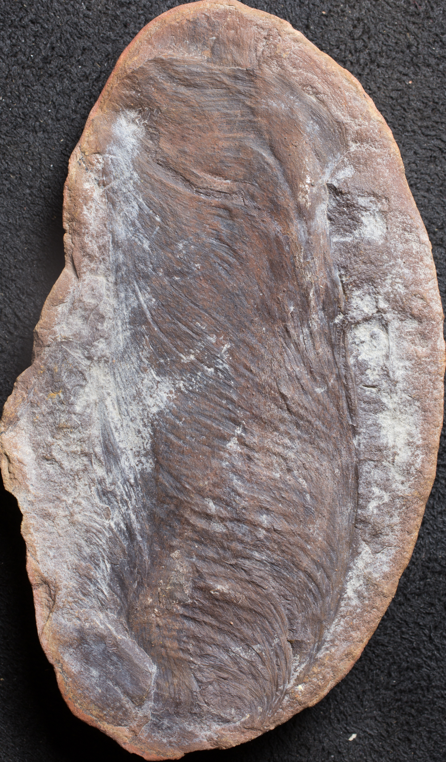 Mazon Monday #275: Rhacophyllum molle