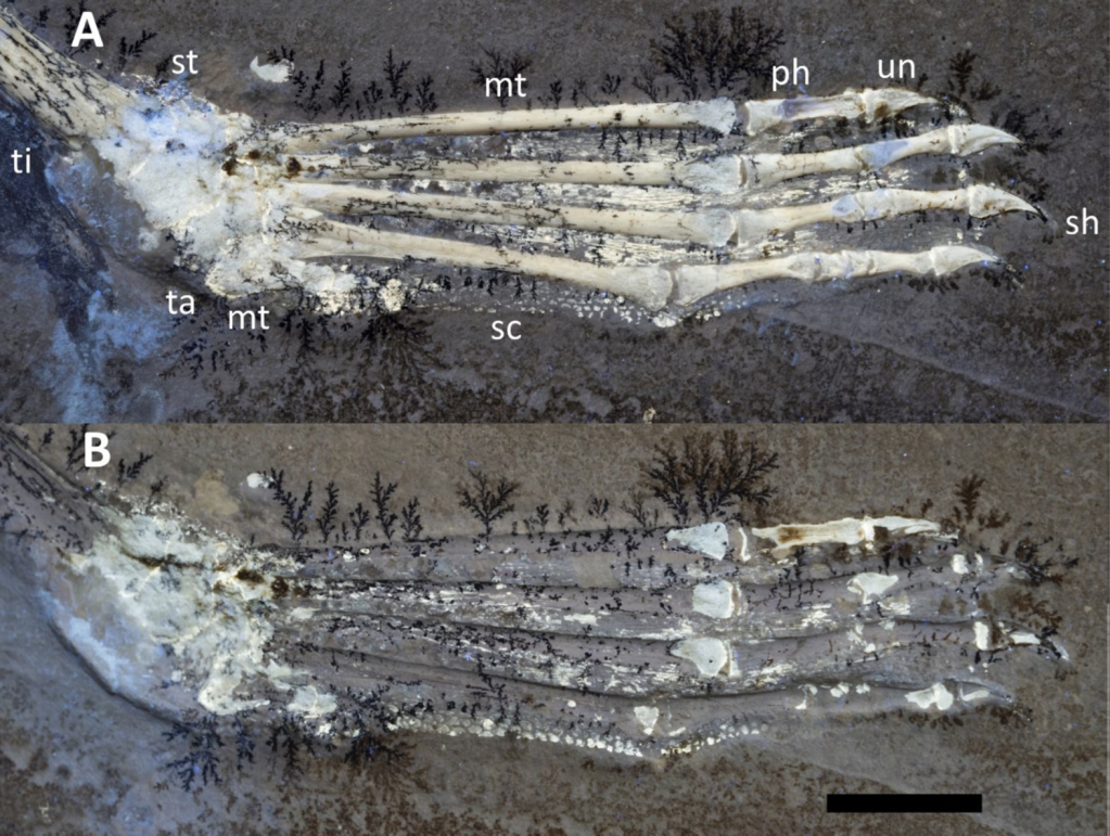 Soft tissue anatomy of pterosaur hands and feet – new information from Solnhofen region pterodactyloid specimens