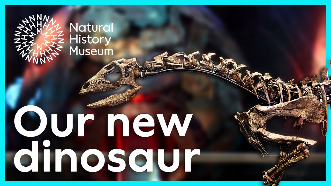 Natural History Museum: New dinosaur species on display in our Earth Hall