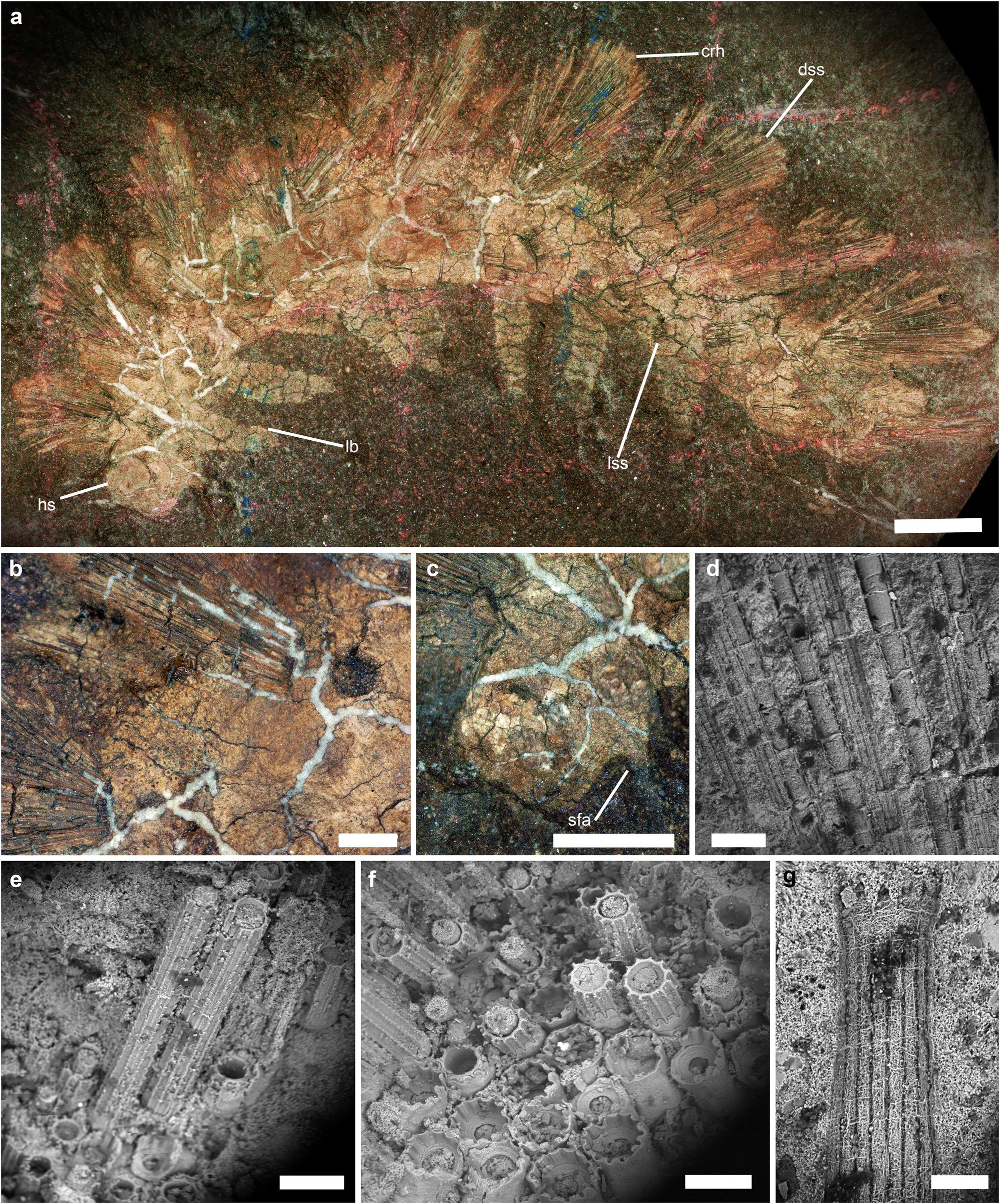 Mazon Monday #280: Palaeocampa anthrax Redux
