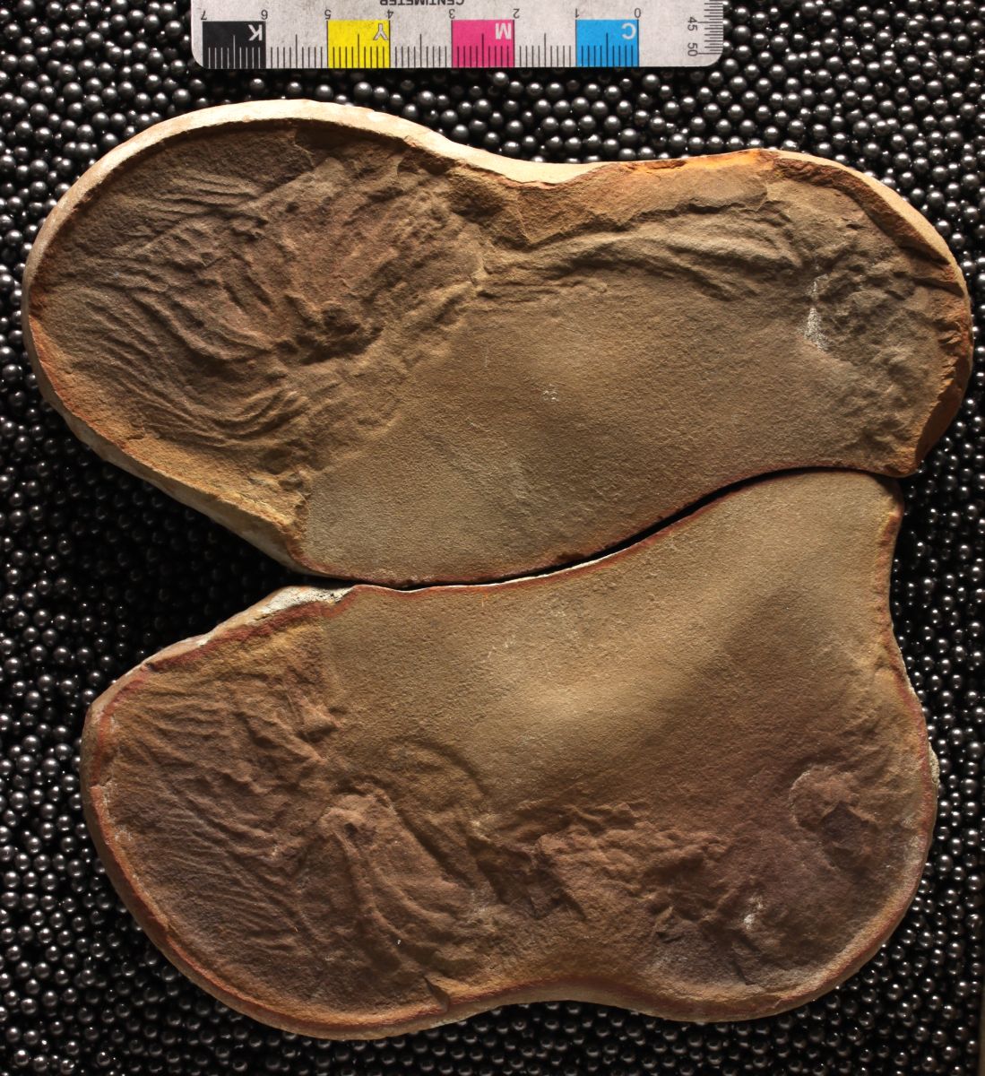 Mazon Monday #278: Anthracomedusa turnbulli