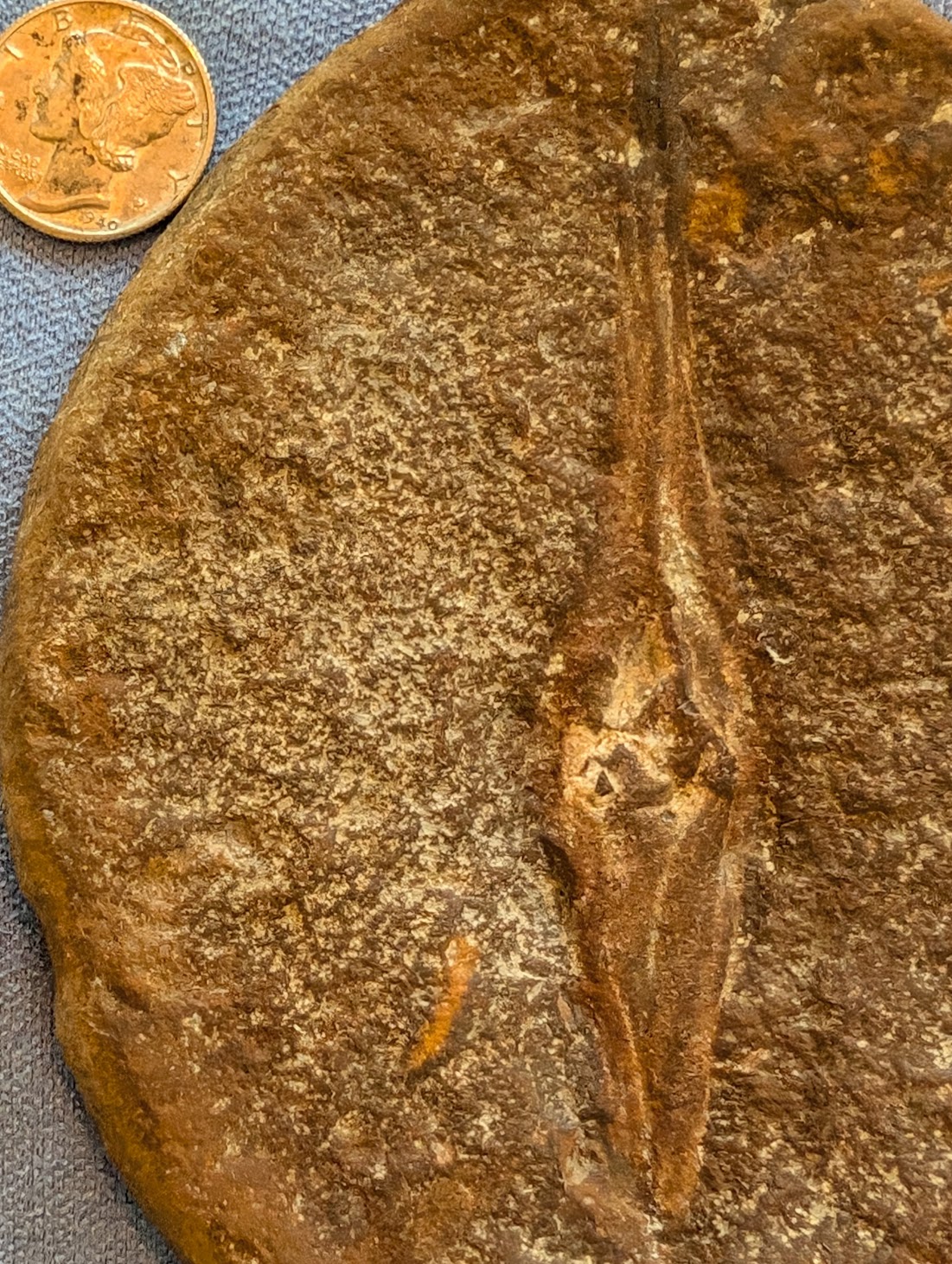 Fossil Friday #274: Palaeoxyris prendeli from Terre Haute