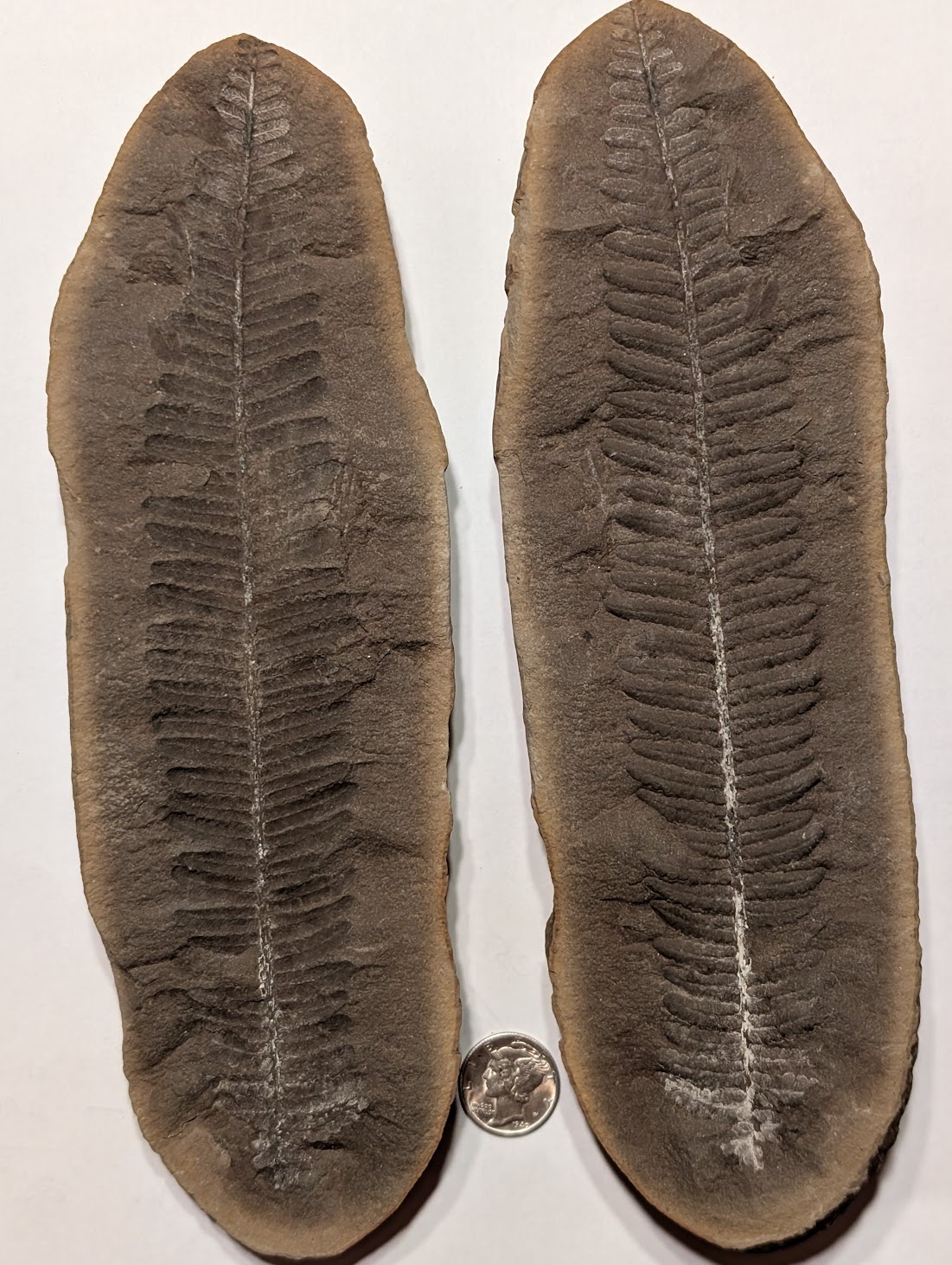 Fossil Friday #272: Crenulopteris acadica