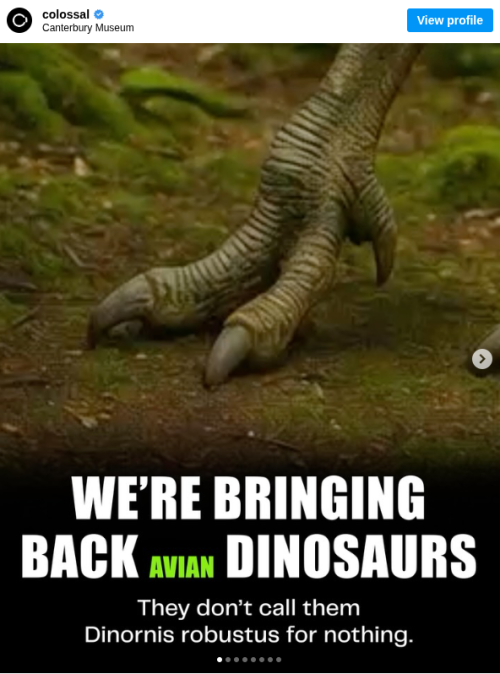 ‘We’re bringing back avian dinosaurs’: De-extinction company claims it will resurrect the giant moa in next 10 years