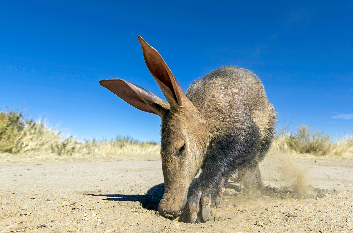 ‘Things keep evolving into anteaters.’ Odd animals arose at least 12 separate times