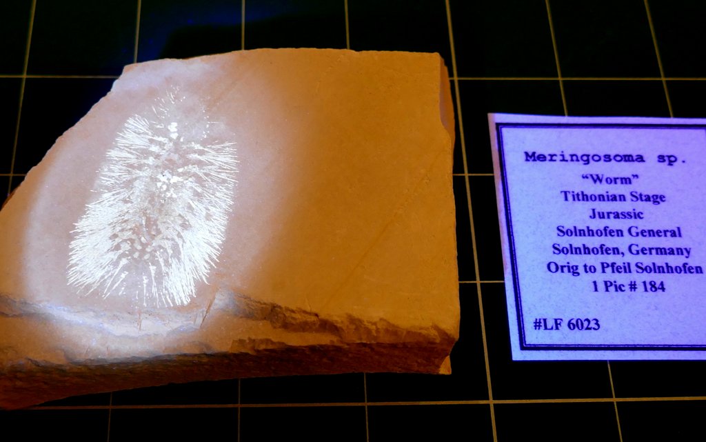 Fossil Friday #279: Meringosoma sp. from the Solnhofen