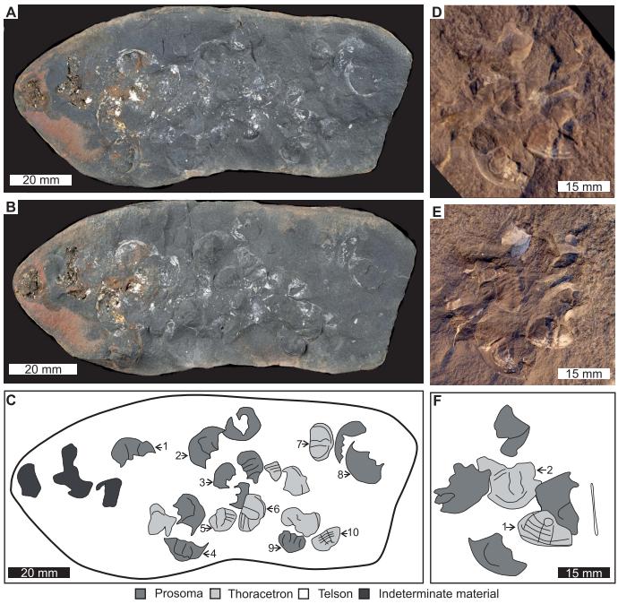 Mazon Monday #283: Mazon Creek bromalites evidence a specialized, xiphosurid-rich diet for Pennsylvanian predators