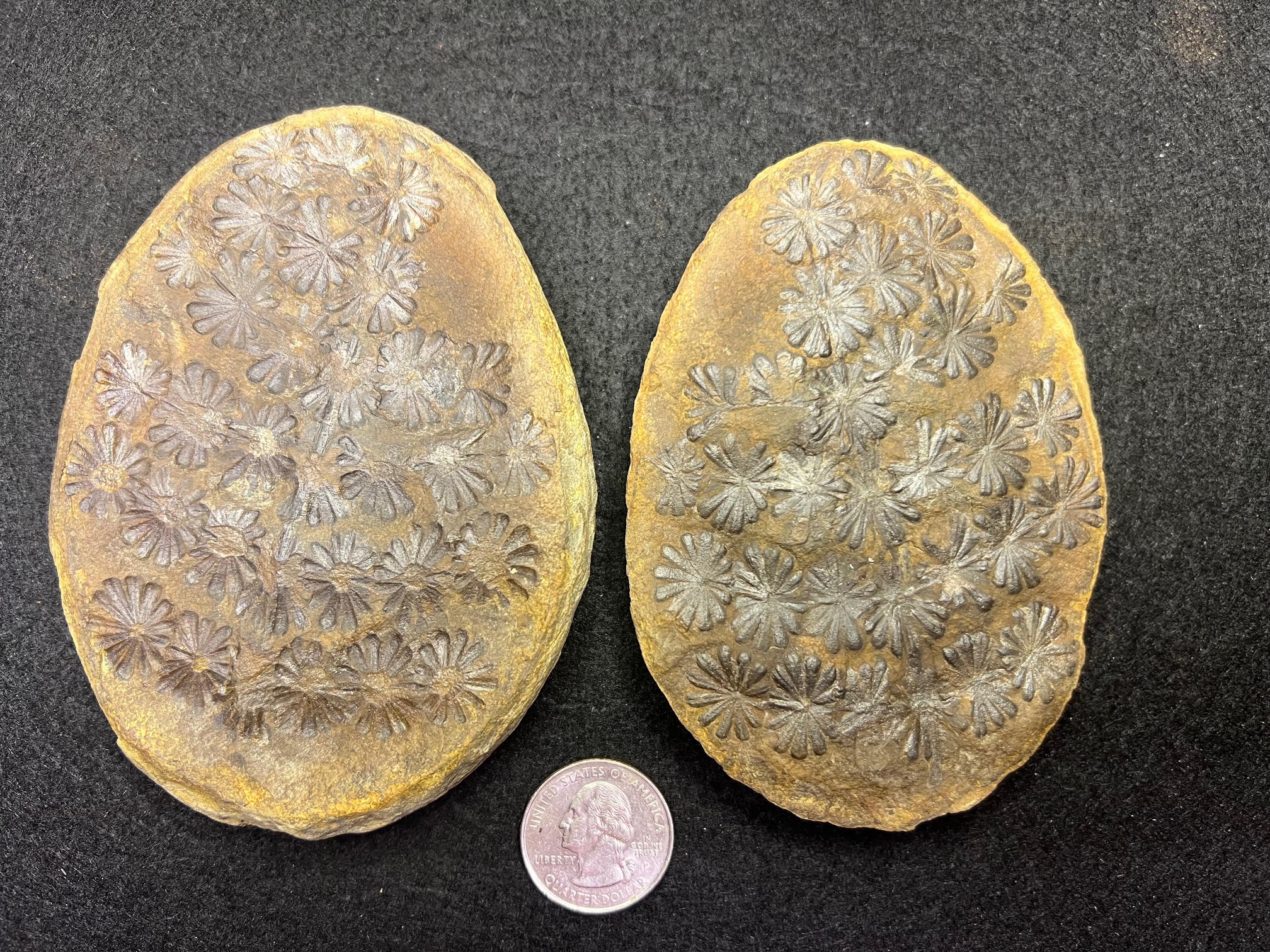 Fossil Friday #278: Annularia sphenophylloides