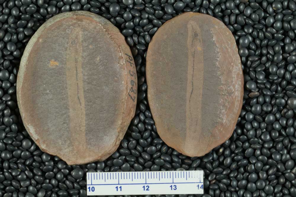 Mazon Monday #284: Mayomyzon pieckoensis