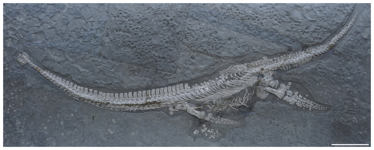 ‘Most remarkable’ fossil of Jurassic sea monster from Germany is previously unknown species