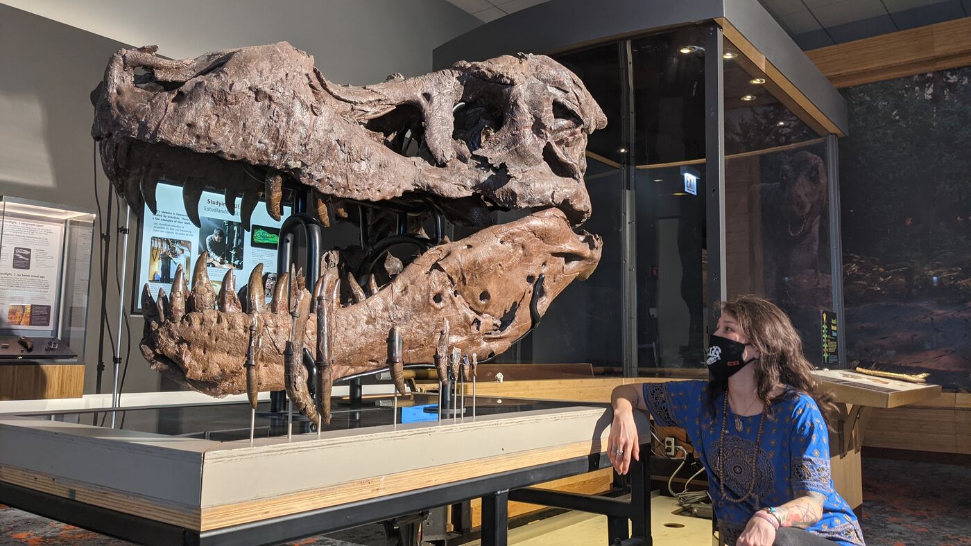 What caused the holes in SUE the T. rex ’s jaw? Probably not an infection