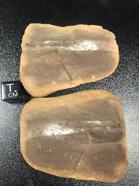 Fossil Friday #280: Mayomyzon pieckoensis