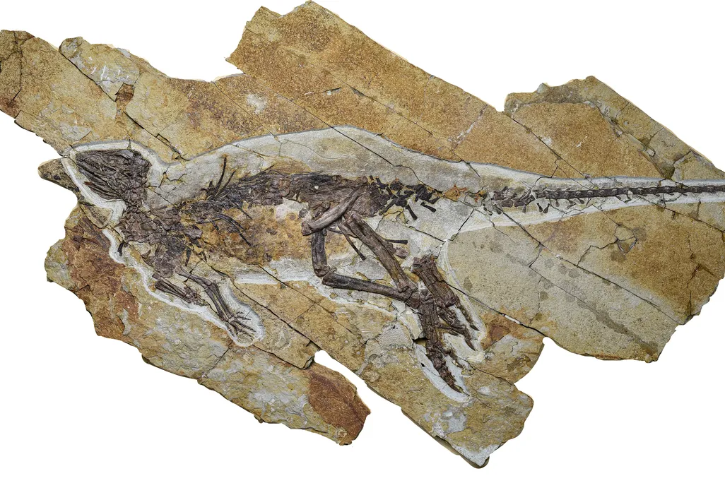 Rare Fossil Suggests Some Dinosaurs May Have Sounded Like Birds and Shared Similar Vocal Anatomy