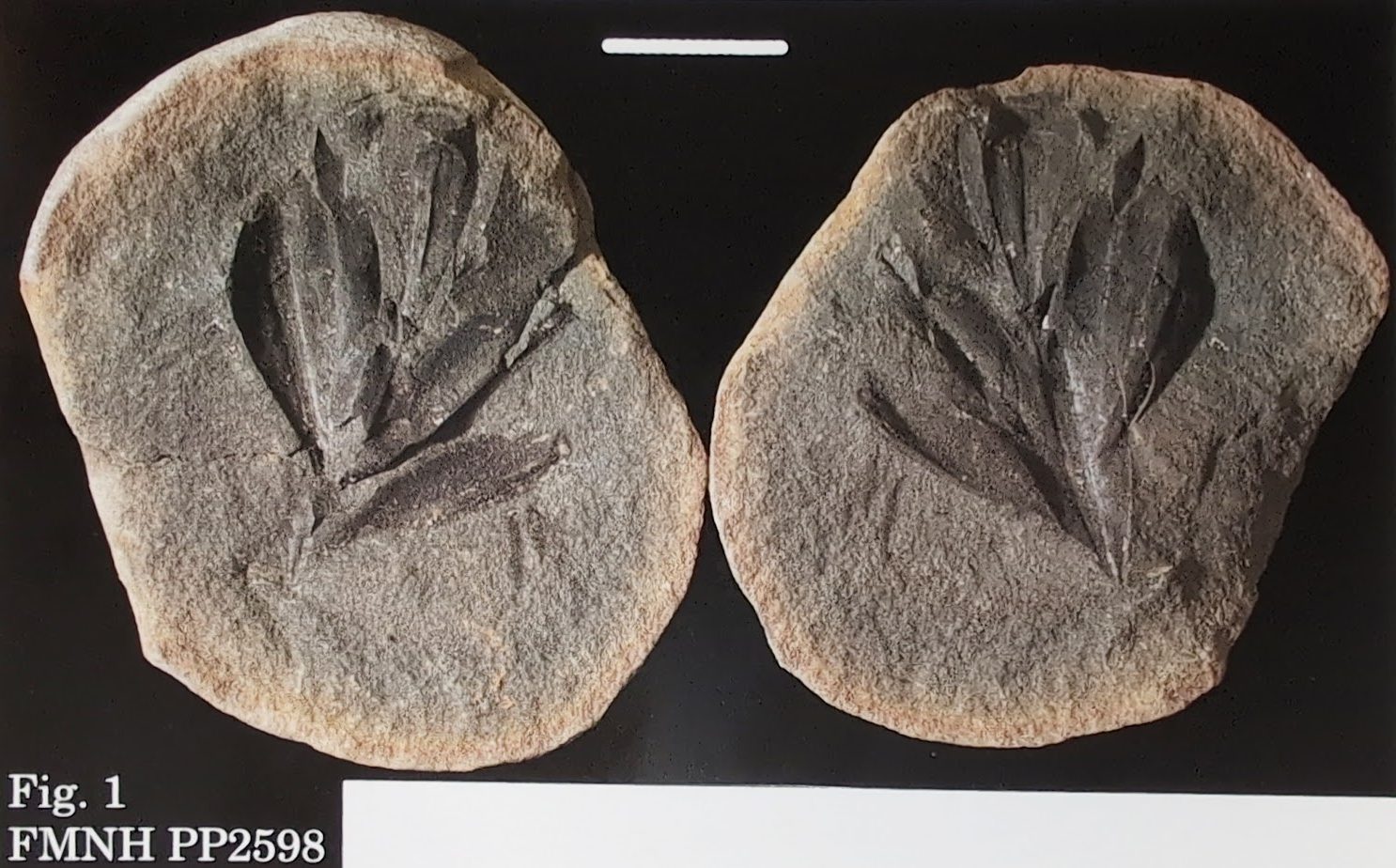 Mazon Monday #225: Lepidostrobus foliaceus