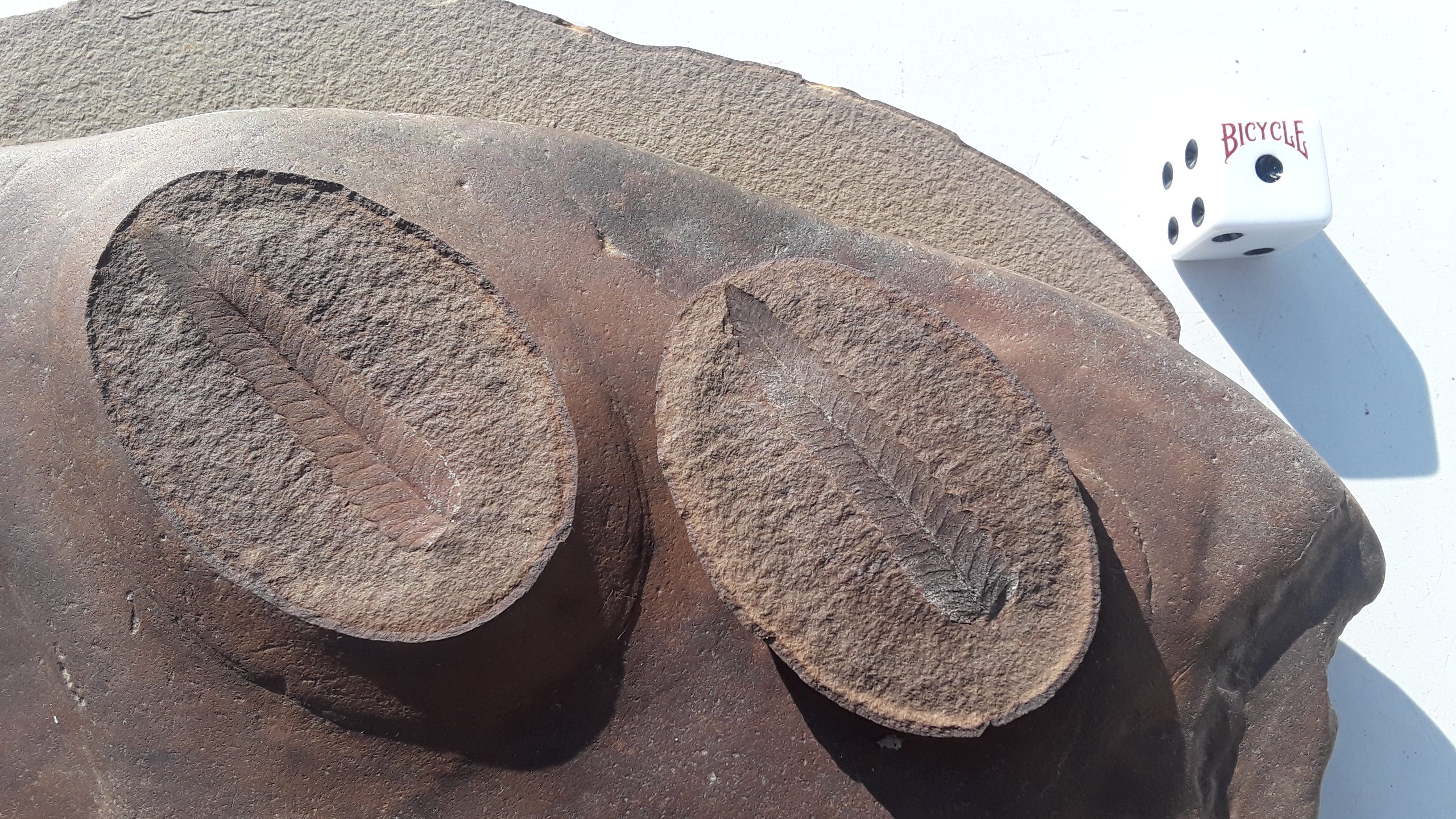 Fossil Friday #50: Diplazites unita