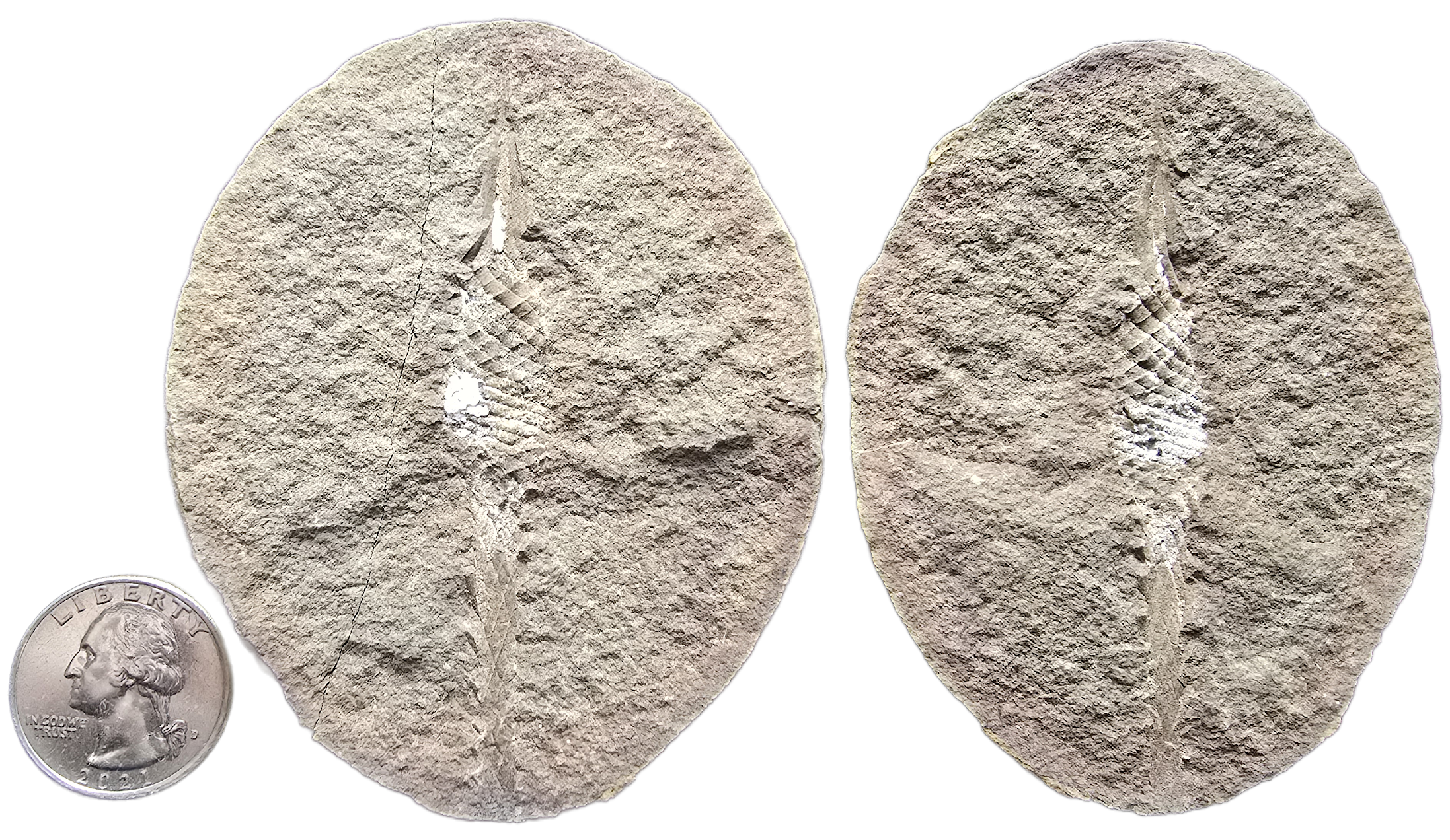 Fossil Friday #285: Palaeoxyris lewisi