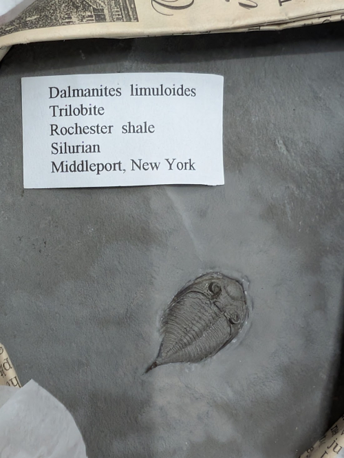 2025 ESCONI Gem, Mineral, and Fossil Show – Preview #28: Dalmanites Trilobite