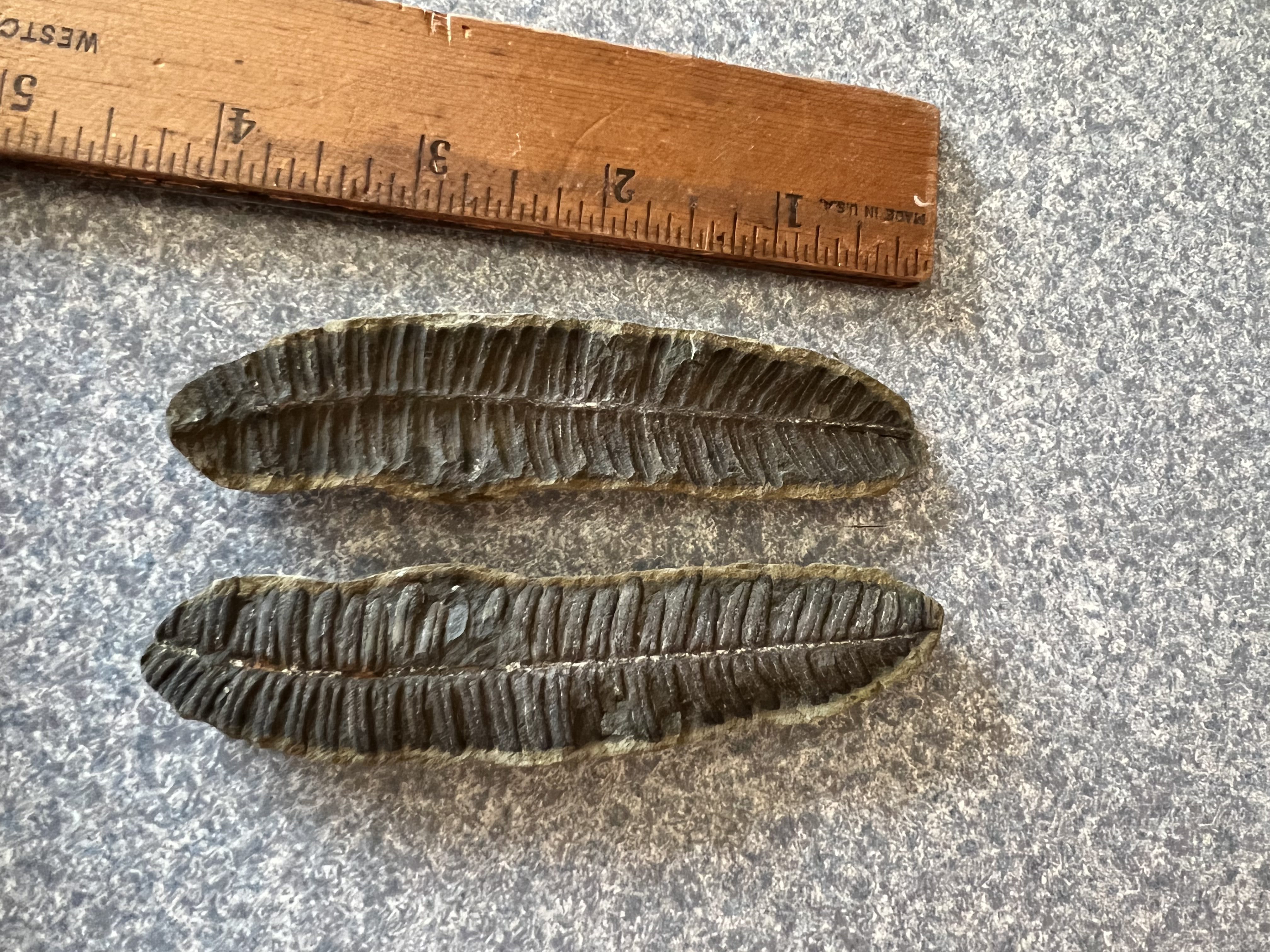 Fossil Friday #139: Lobatopteris tenuinervis from Danville