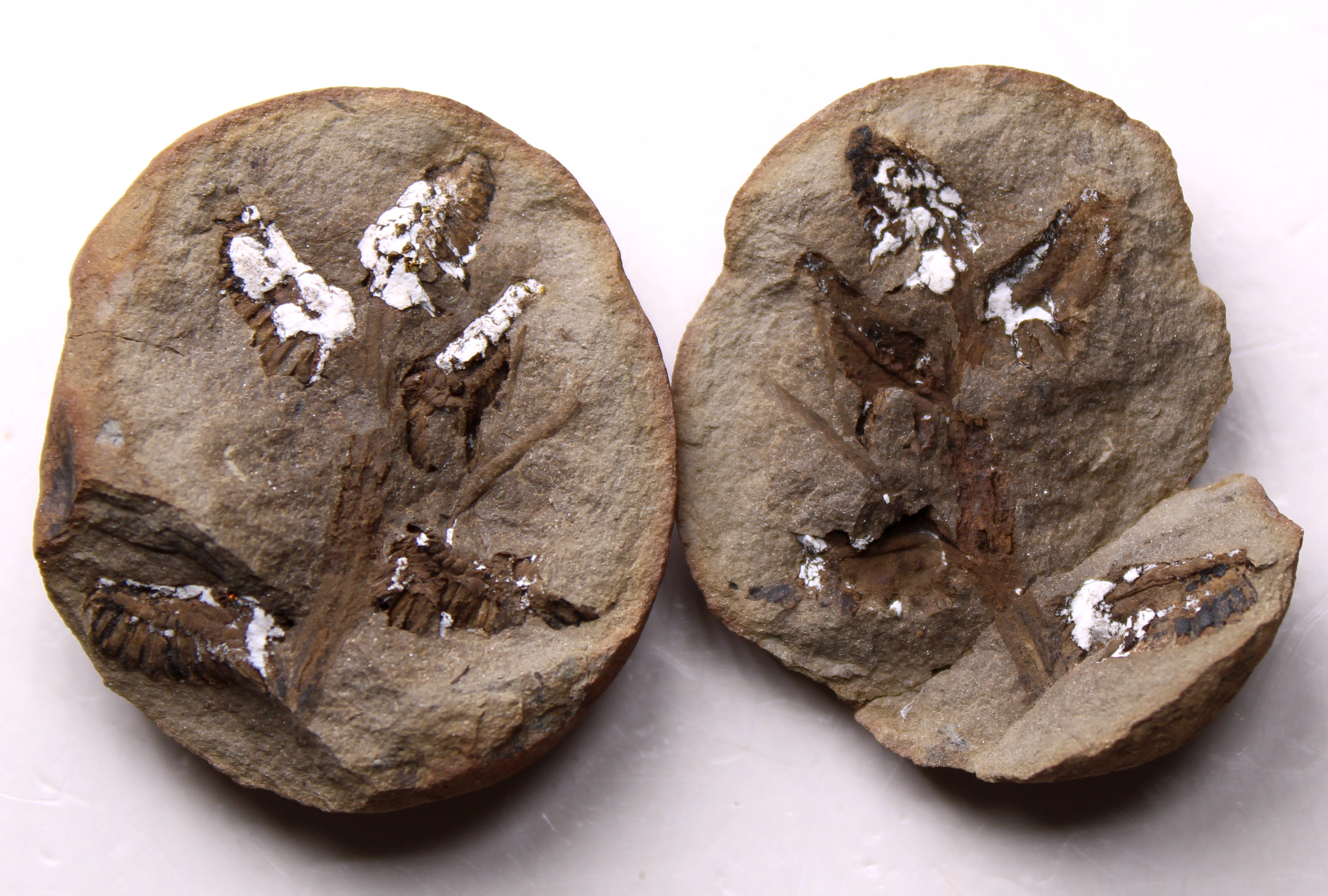 Fossil Friday #282: Crossotheca sagittata