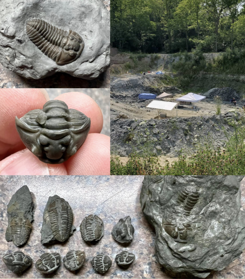 ESCONI Field Trip to Mount Orab for Trilobites – Saturday, June 21st, 2025