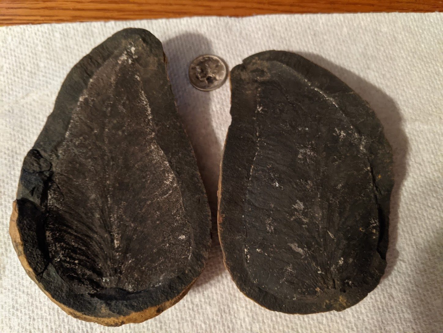 Fossil Friday #59: Neuropteris inflata