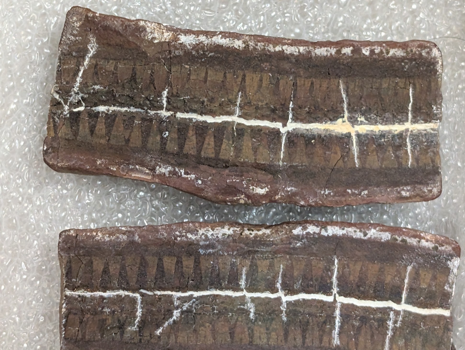 Mazon Monday #289: Ctenerpeton remex at Mazon Creek