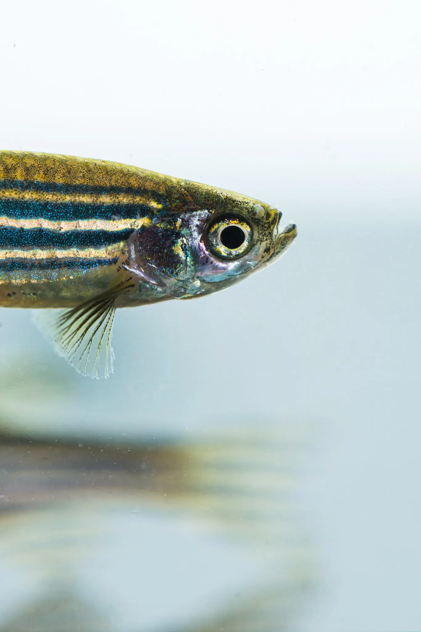 How Did Hands Evolve? The Answer Is Behind You.