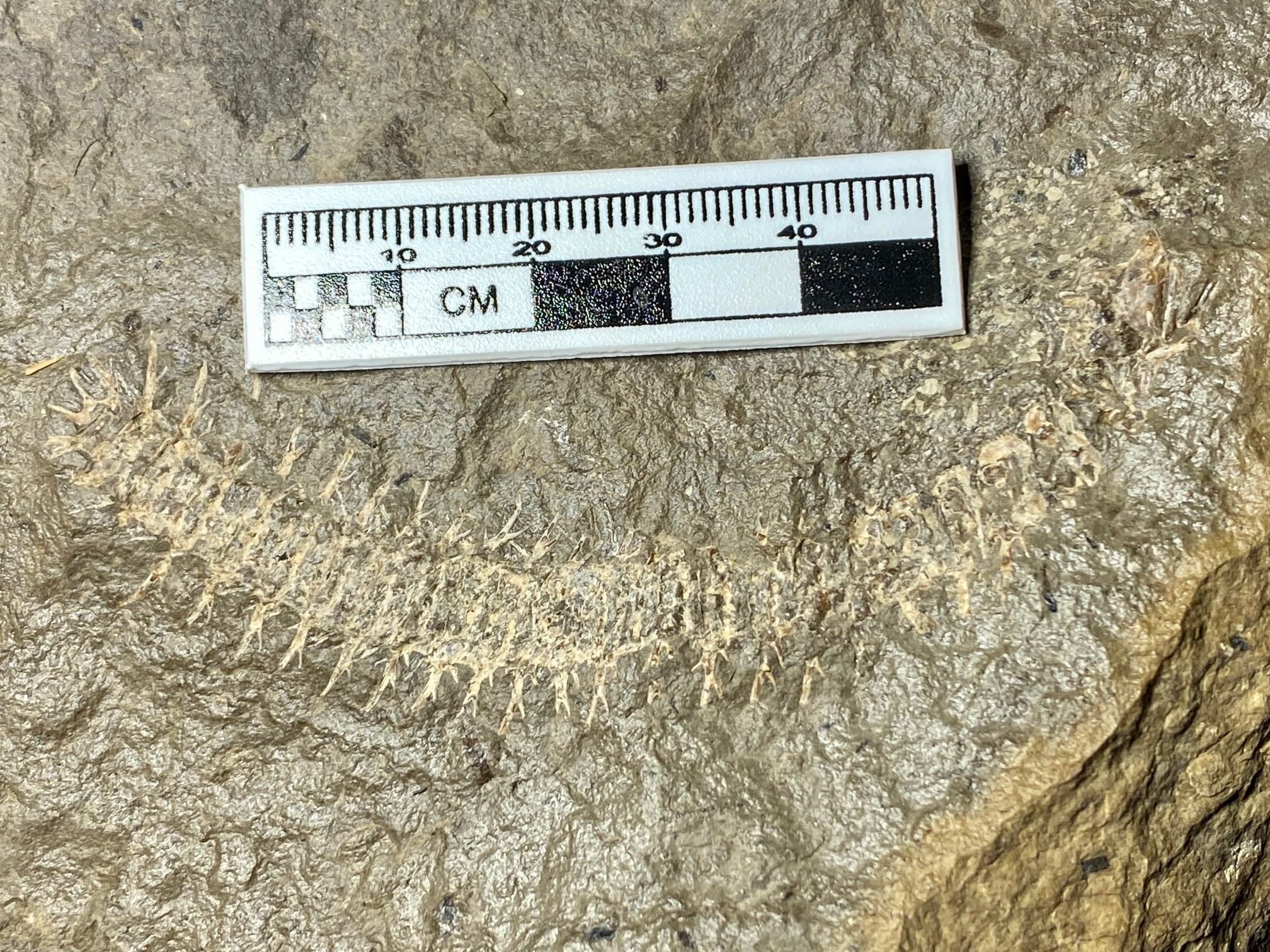 Fossil Friday #134: Myriacantherpestes from Kansas